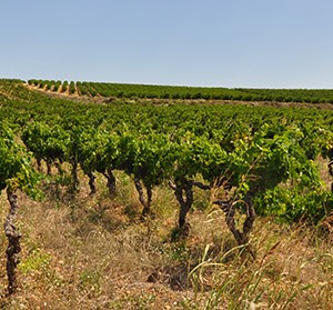 Interprofessions_région-viticole